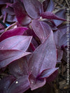 Tradescantia Zebrina Deep Purple, organically grown tropical plants for sale at TOMs FLOWer CLUB, Steckling, Stecklinge, Cutting, cuttings, Vermehren, propagation. 