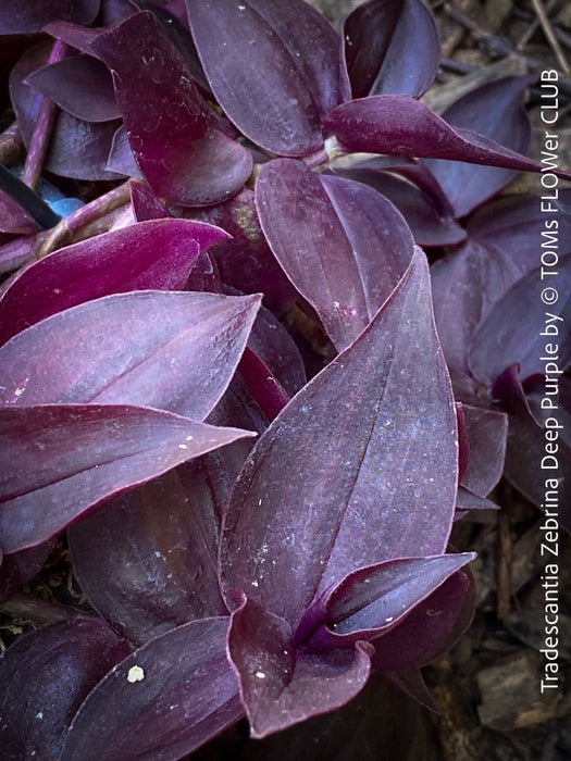 Tradescantia Zebrina Deep Purple, organically grown tropical plants for sale at TOMs FLOWer CLUB, Steckling, Stecklinge, Cutting, cuttings, Vermehren, propagation. 