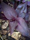 Tradescantia Zebrina Deep Purple, organically grown tropical plants for sale at TOMs FLOWer CLUB, Steckling, Stecklinge, Cutting, cuttings, Vermehren, propagation. 