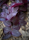 Tradescantia Zebrina Deep Purple, organically grown tropical plants for sale at TOMs FLOWer CLUB, Steckling, Stecklinge, Cutting, cuttings, Vermehren, propagation. 