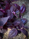 Tradescantia Zebrina Deep Purple, organically grown tropical plants for sale at TOMs FLOWer CLUB, Steckling, Stecklinge, Cutting, cuttings, Vermehren, propagation. 