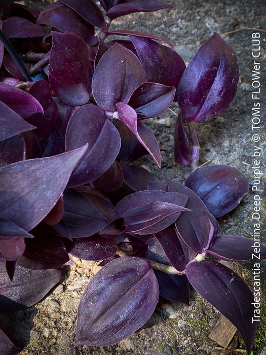 Tradescantia Zebrina Deep Purple, organically grown tropical plants for sale at TOMs FLOWer CLUB, Steckling, Stecklinge, Cutting, cuttings, Vermehren, propagation. 