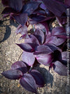Tradescantia Zebrina Deep Purple, organically grown tropical plants for sale at TOMs FLOWer CLUB, Steckling, Stecklinge, Cutting, cuttings, Vermehren, propagation. 