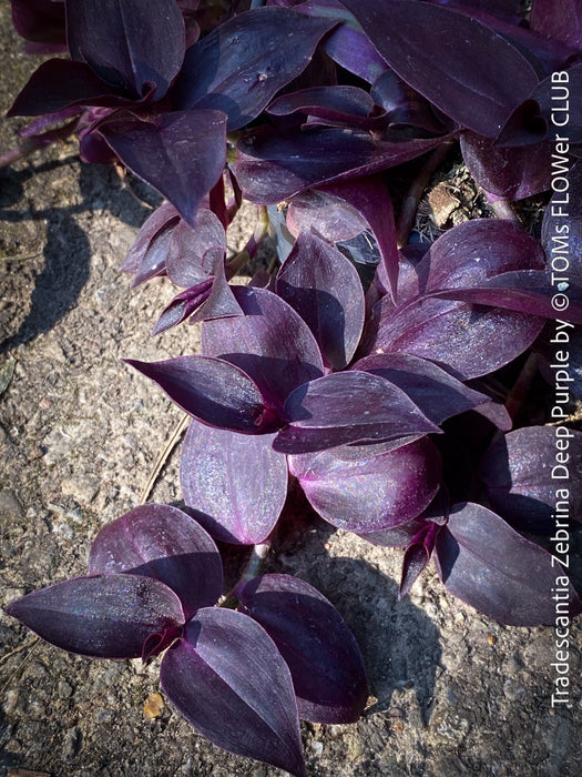 Tradescantia Zebrina Deep Purple, organically grown tropical plants for sale at TOMs FLOWer CLUB, Steckling, Stecklinge, Cutting, cuttings, Vermehren, propagation. 