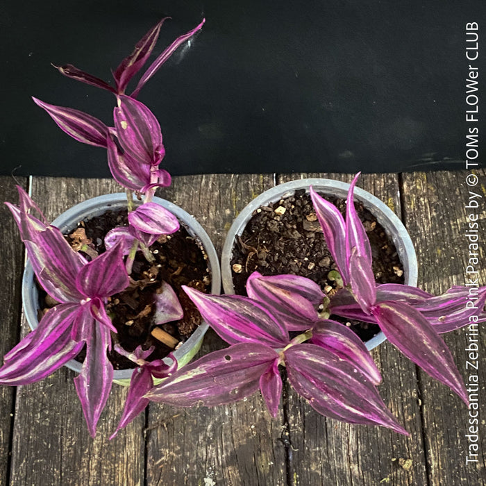 Tradescantia Zebrina Pink Paradise, organically grown tropical plants for sale at TOMs FLOWer CLUB.