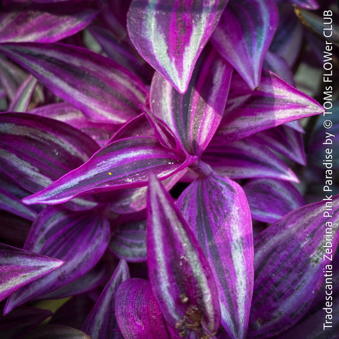 Tradescantia Zebrina Pink Paradise, organically grown tropical plants for sale at TOMs FLOWer CLUB, Steckling, Stecklinge, Cutting, cuttings, Vermehren, propagation. 