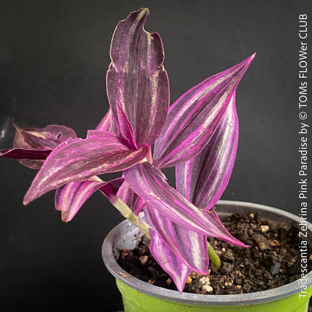 Tradescantia Zebrina Pink Paradise, organically grown tropical plants for sale at TOMs FLOWer CLUB.
