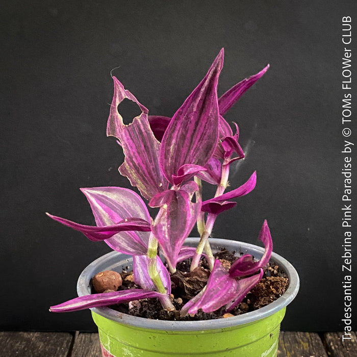 Tradescantia Zebrina Pink Paradise, organically grown tropical plants for sale at TOMs FLOWer CLUB.