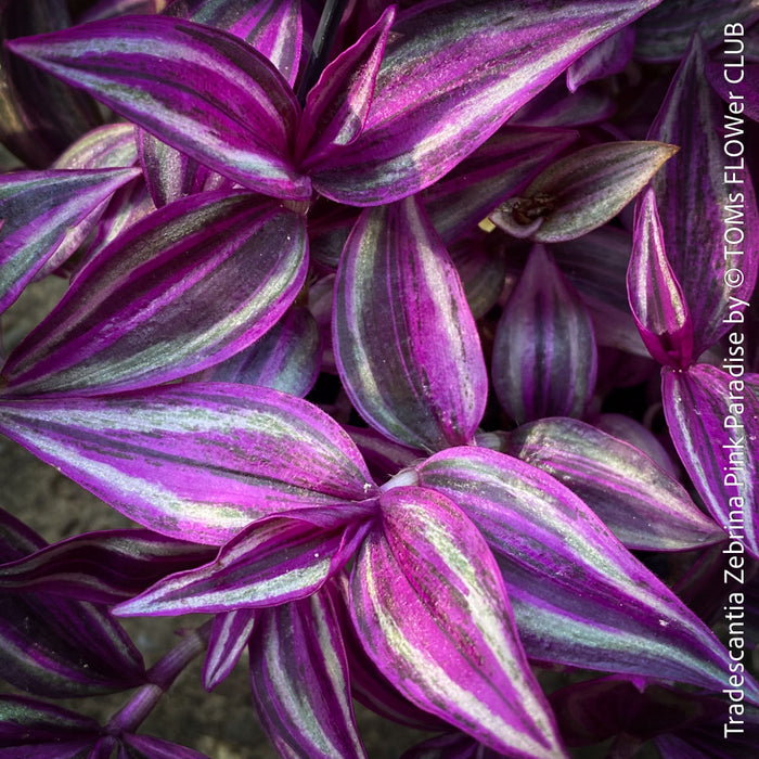 Tradescantia Zebrina Pink Paradise, organically grown tropical plants for sale at TOMs FLOWer CLUB, Steckling, Stecklinge, Cutting, cuttings, Vermehren, propagation. 