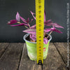 Tradescantia Zebrina Pink Paradise, organically grown tropical plants for sale at TOMs FLOWer CLUB.