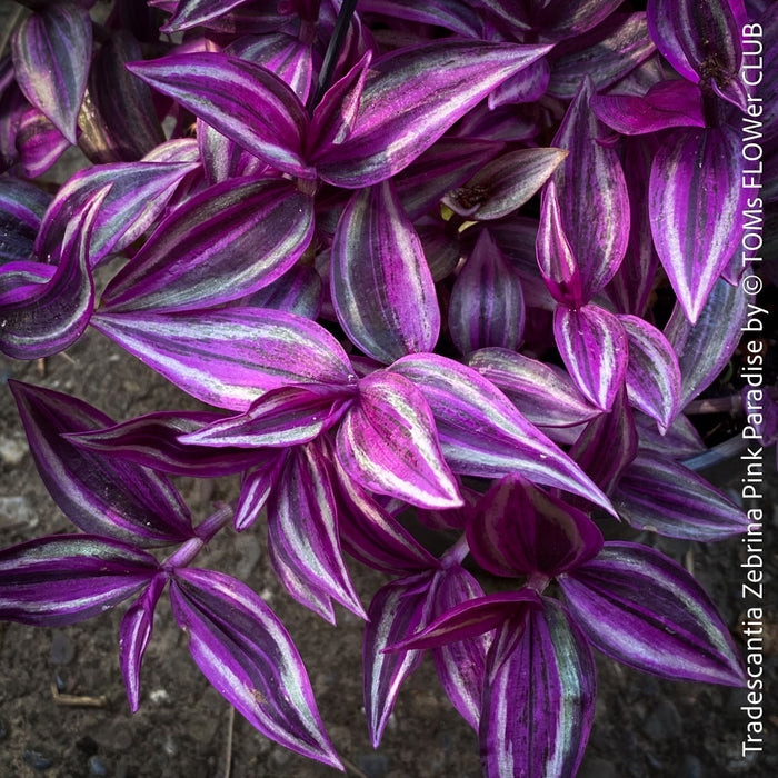 Tradescantia Zebrina Pink Paradise, organically grown tropical plants for sale at TOMs FLOWer CLUB.