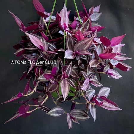 Tradescantia Zebrina Pumilla, organically grown tropical plants for sale at TOMs FLOWer CLUB, Steckling, Stecklinge, Cutting, cuttings, Vermehren, propagation. 