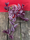 Tradescantia Zebrina Pumilla, organically grown tropical plants for sale at TOMs FLOWer CLUB.