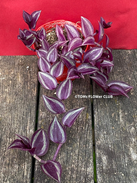 Tradescantia Zebrina Pumilla, organically grown tropical plants for sale at TOMs FLOWer CLUB.