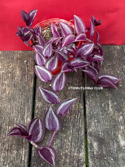 Tradescantia Zebrina Pumilla, organically grown tropical plants for sale at TOMs FLOWer CLUB.