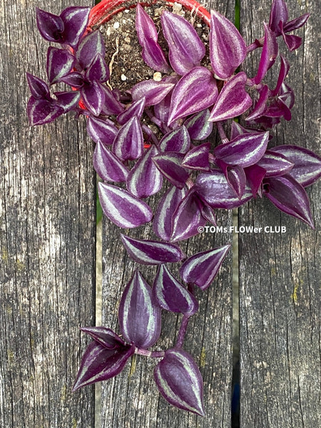 Tradescantia Zebrina, organically grown tropical plants for sale at TOMs FLOWer CLUB.
