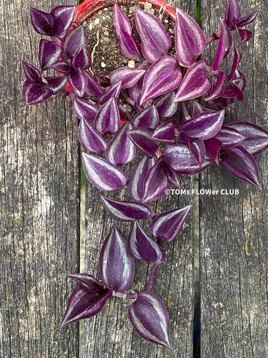 Tradescantia Zebrina Pumilla, organically grown tropical plants for sale at TOMs FLOWer CLUB.