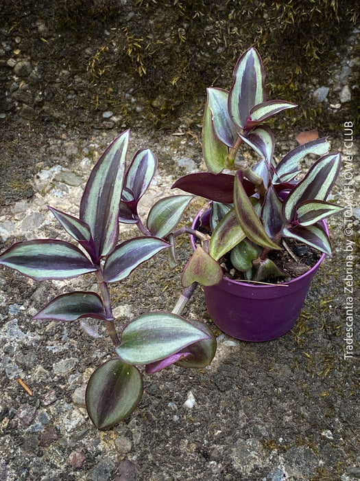 Tradescantia Zebrina, organically grown tropical plants for sale at TOMs FLOWer CLUB.