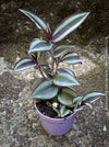 tropical Tradescantia Zebrina, organically grown tropical plants for sale at TOMs FLOWer CLUB.