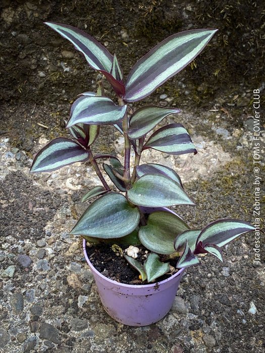 tropical Tradescantia Zebrina, organically grown tropical plants for sale at TOMs FLOWer CLUB.