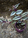 Tradescantia Zebrina, organically grown tropical plants for sale at TOMs FLOWer CLUB.