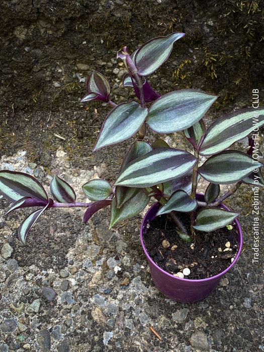 Tradescantia Zebrina, organically grown tropical plants for sale at TOMs FLOWer CLUB.
