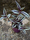 Tradescantia Zebrina, organically grown tropical plants for sale at TOMs FLOWer CLUB.