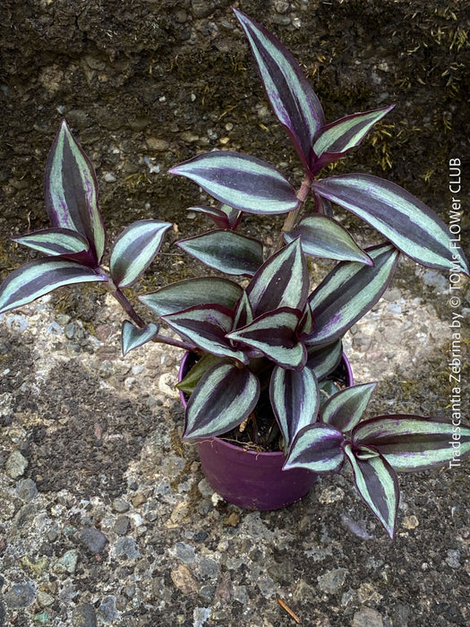 Tradescantia Zebrina, organically grown tropical plants for sale at TOMs FLOWer CLUB.