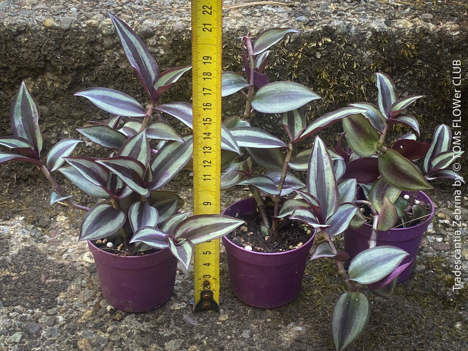 Tradescantia Zebrina, organically grown tropical plants for sale at TOMs FLOWer CLUB.