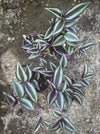 Tradescantia Zebrina, organically grown tropical plants for sale at TOMs FLOWer CLUB.