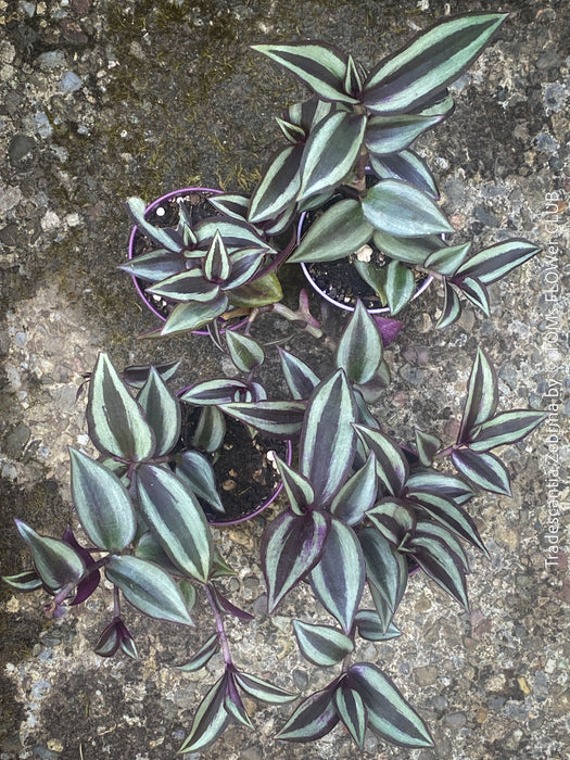 Tradescantia Zebrina, organically grown tropical plants for sale at TOMs FLOWer CLUB.