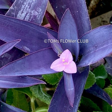 Tradescantia Pallida Purpurea, cutting, Steckling, TOMs FLOWer CLUB