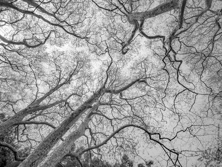 Tree, black and white Hasselblad photography, floral photography by TOMas Rodak, TOMs FLOWer CLUB.