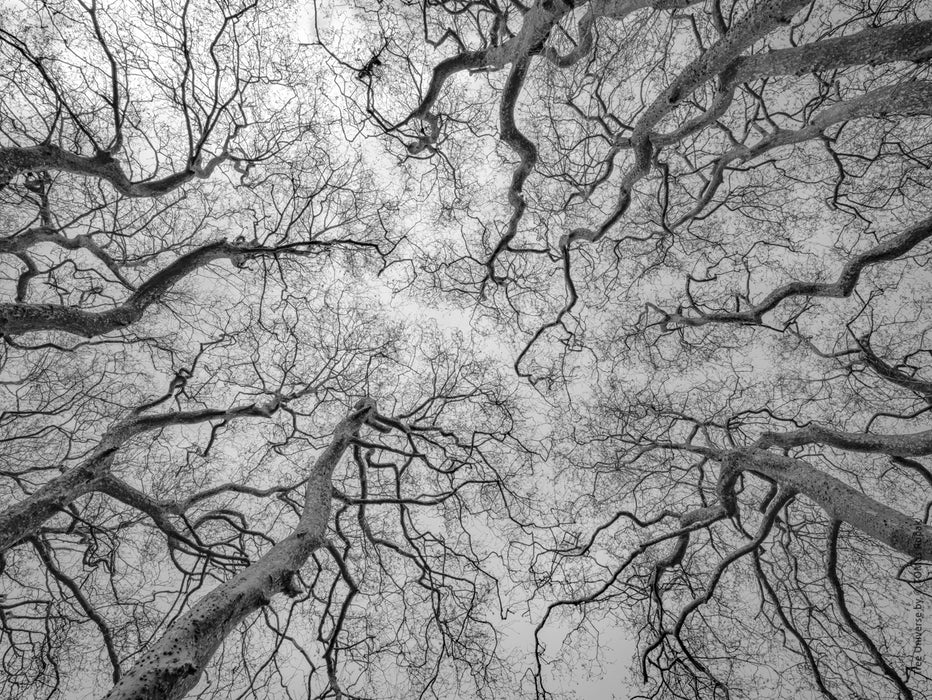 Tree, black and white Hasselblad photography, floral photography by TOMas Rodak, TOMs FLOWer CLUB.