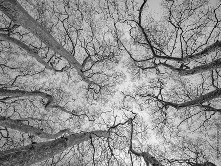 Tree, black and white Hasselblad photography, floral photography by TOMas Rodak, TOMs FLOWer CLUB.