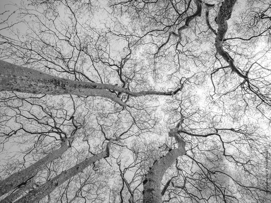 Tree, black and white Hasselblad photography, floral photography by TOMas Rodak, TOMs FLOWer CLUB.