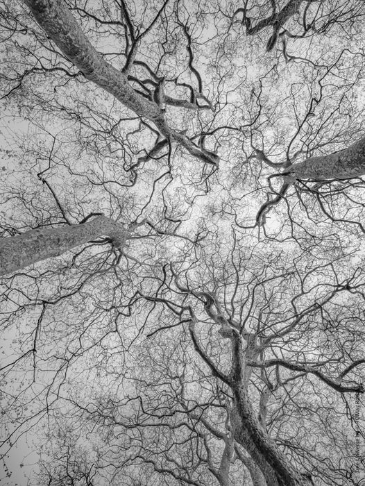 Tree, black and white Hasselblad photography, floral photography by TOMas Rodak, TOMs FLOWer CLUB.