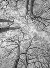 Tree, black and white Hasselblad photography, floral photography by TOMas Rodak, TOMs FLOWer CLUB.