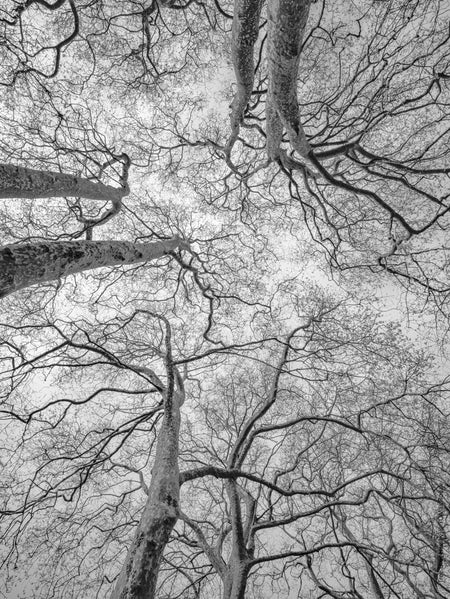 Tree, black and white Hasselblad photography, floral photography by TOMas Rodak, TOMs FLOWer CLUB.