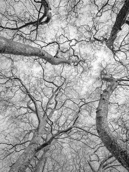 Tree, black and white Hasselblad photography, floral photography by TOMas Rodak, TOMs FLOWer CLUB.