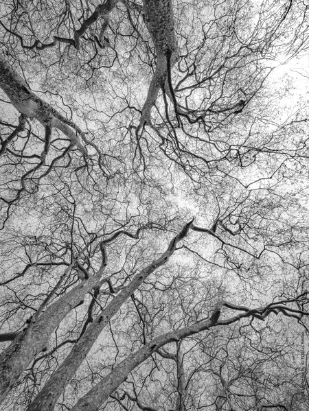 Tree, black and white Hasselblad photography, floral photography by TOMas Rodak, TOMs FLOWer CLUB.