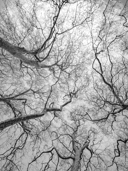 Tree, black and white Hasselblad photography, floral photography by TOMas Rodak, TOMs FLOWer CLUB.