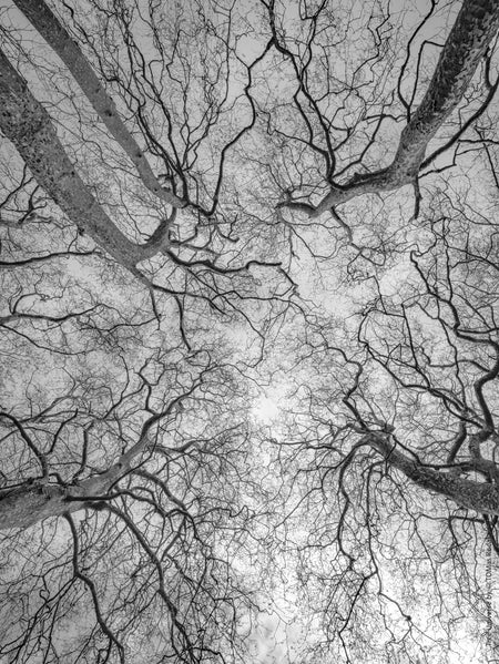 Tree, black and white Hasselblad photography, floral photography by TOMas Rodak, TOMs FLOWer CLUB.