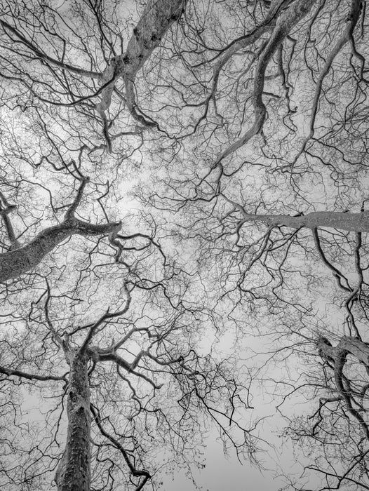 Tree, black and white Hasselblad photography, floral photography by TOMas Rodak, TOMs FLOWer CLUB.