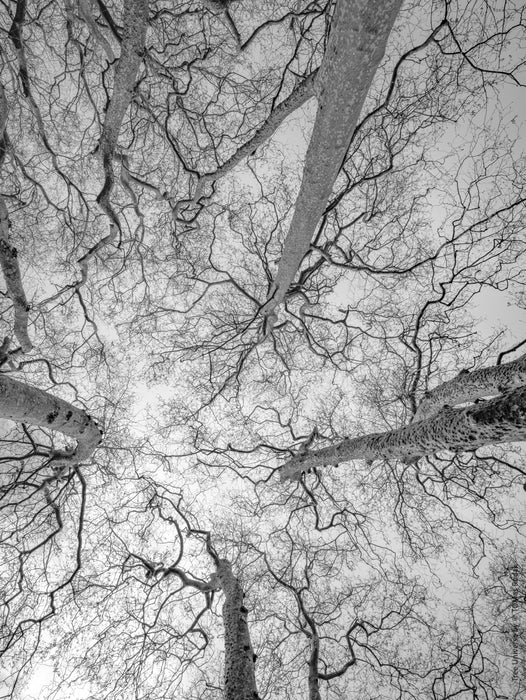 Tree, black and white Hasselblad photography, floral photography by TOMas Rodak, TOMs FLOWer CLUB.