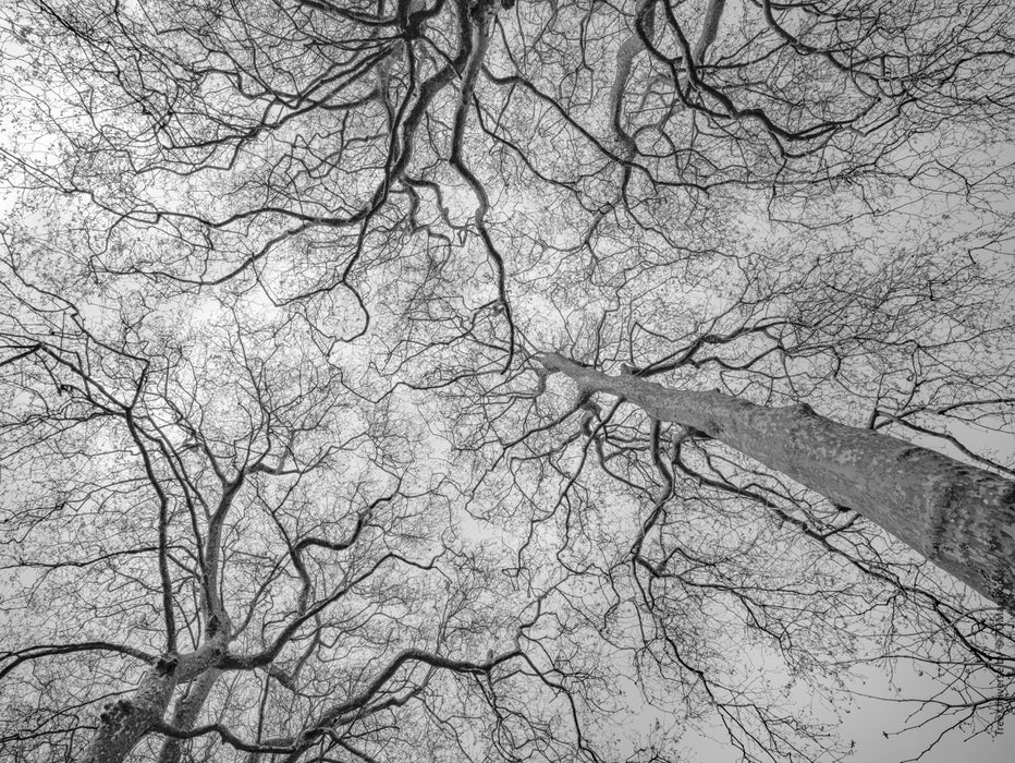 Tree, black and white Hasselblad photography, floral photography by TOMas Rodak, TOMs FLOWer CLUB.