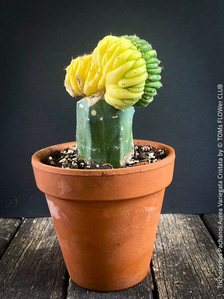 Trichocereus Pachanoi Aurea Variegata Cristata, Aurea Variegata cactus Golden barrel cactus Variegated cactus Rare cactus plants Indoor cactus care Seltene Kaktus-Pflanzen Zimmerkaktus Pflege TOMs FLOWer CLUB