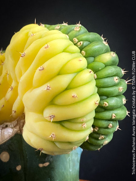 Trichocereus Pachanoi Aurea Variegata Cristata, Aurea Variegata cactus Golden barrel cactus Variegated cactus Rare cactus plants Indoor cactus care Seltene Kaktus-Pflanzen Zimmerkaktus Pflege TOMs FLOWer CLUB