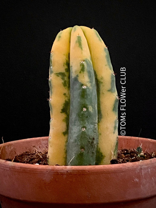 Trichocereus Pachanoi Aurea Variegata, Aurea Variegata cactus Golden barrel cactus Variegated cactus Rare cactus plants Indoor cactus care Seltene Kaktus-Pflanzen Zimmerkaktus Pflege TOMs FLOWer CLUB