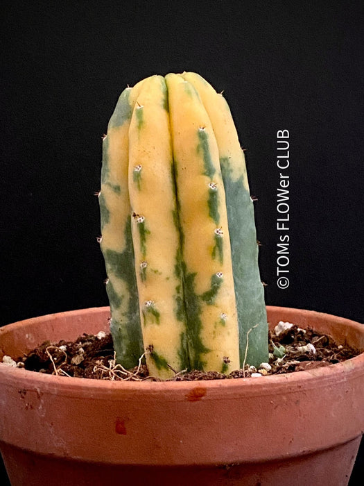 Trichocereus Pachanoi Aurea Variegata, Aurea Variegata cactus Golden barrel cactus Variegated cactus Rare cactus plants Indoor cactus care Seltene Kaktus-Pflanzen Zimmerkaktus Pflege TOMs FLOWer CLUB